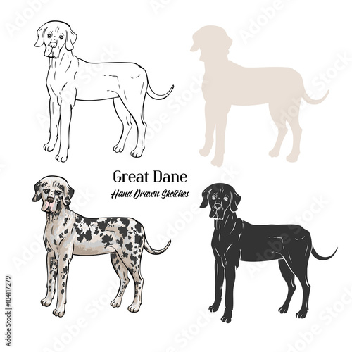  Great Dane  Dogs Sketches