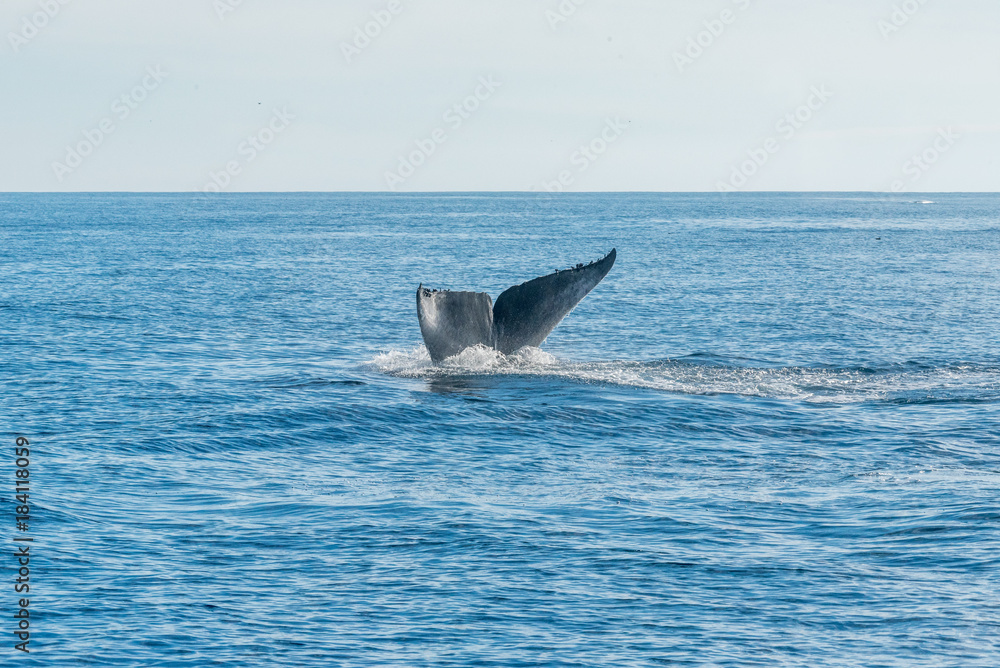 Fototapeta premium Whales Watching