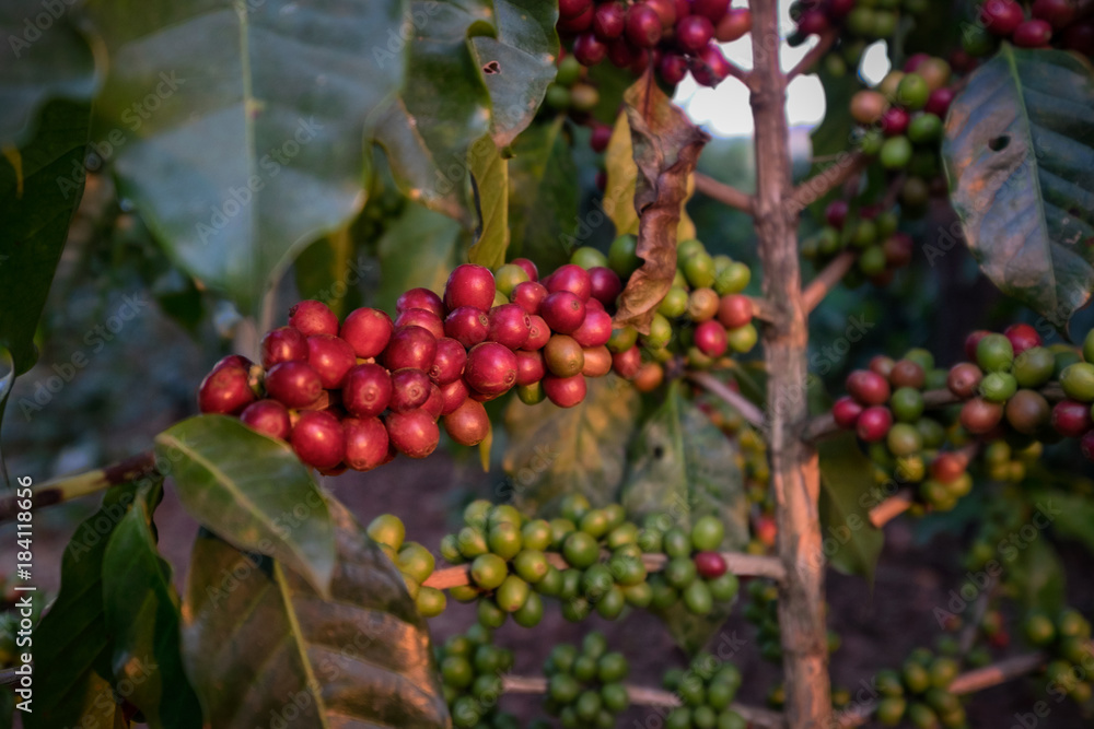 Close up Fresh organic red coffee cherries, raw berries coffee beans on coffee tree plantation with sunlight in Doi Chang, Chiang Rai, Thailand