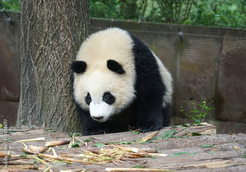 Fototapeta Naklejka Na Ścianę i Meble -  Giant panda searching for food in the zoo