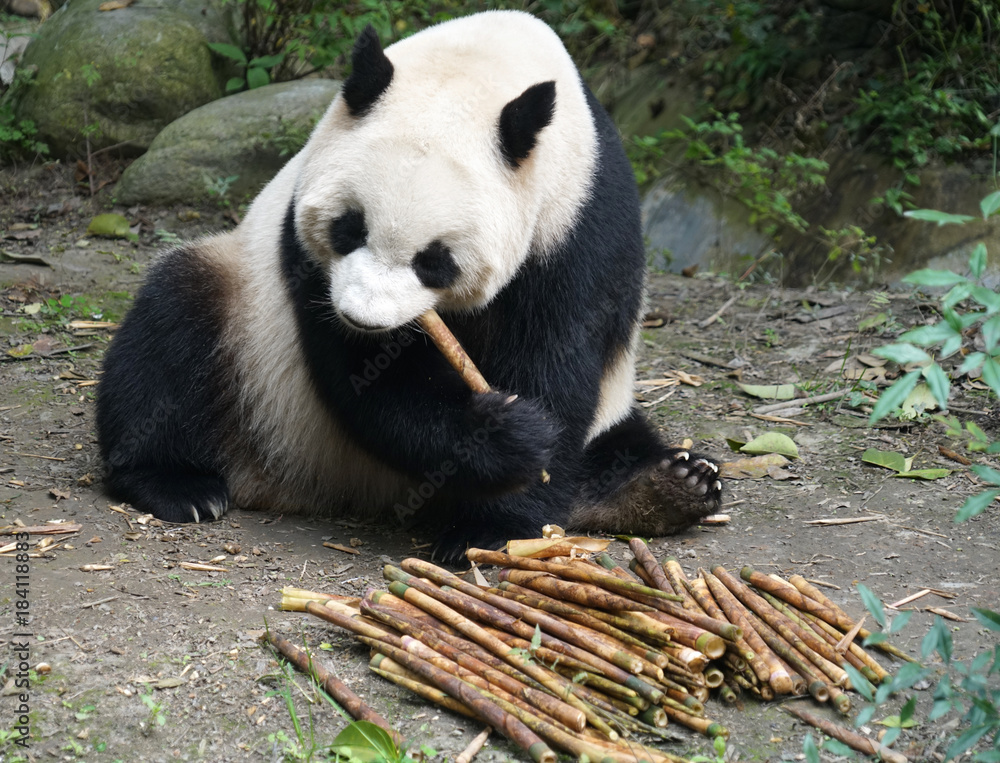 Obraz premium Giant panda eating bamboo shoot in the zoo