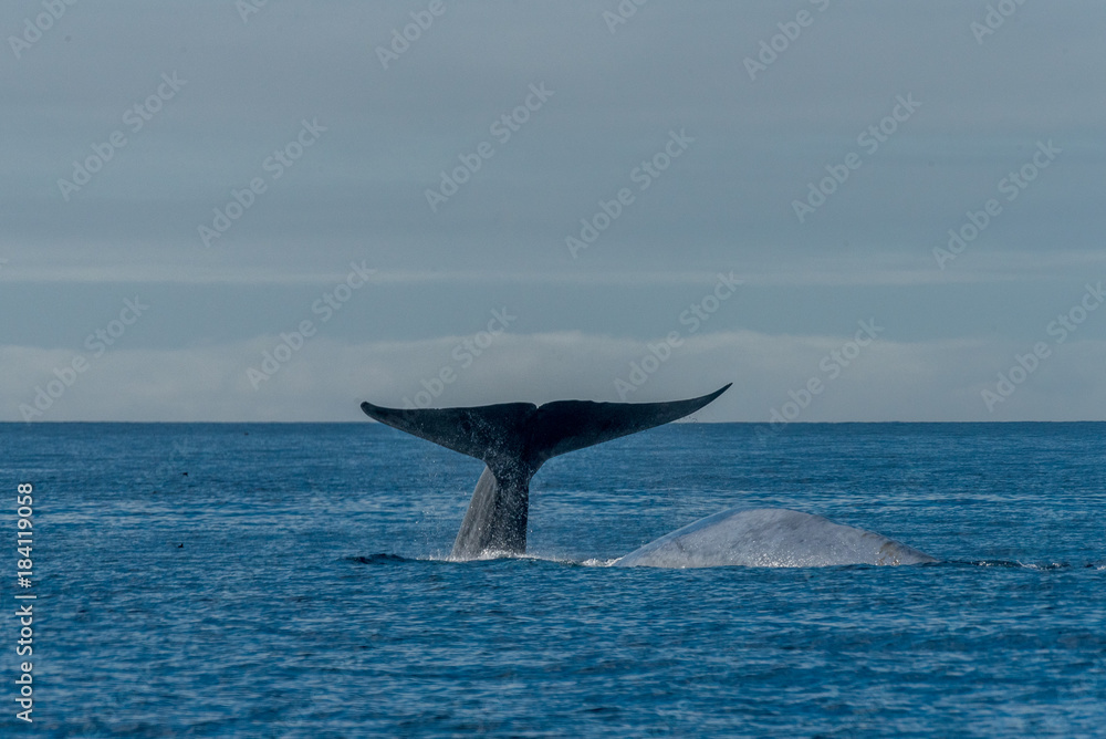 Naklejka premium Whales