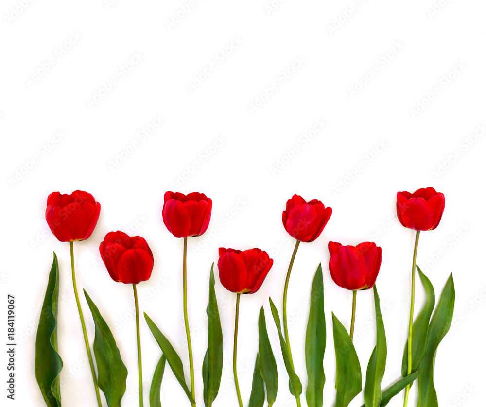 Beautiful red tulips on white background with space for text. Top view, flat lay Beautiful red tulips on white background with space for text. Top view, flat lay