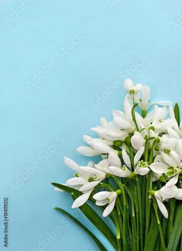 Beautiful white snowdrops Galanthus nivalis on a blue paper background with space for text. Top view, flat lay