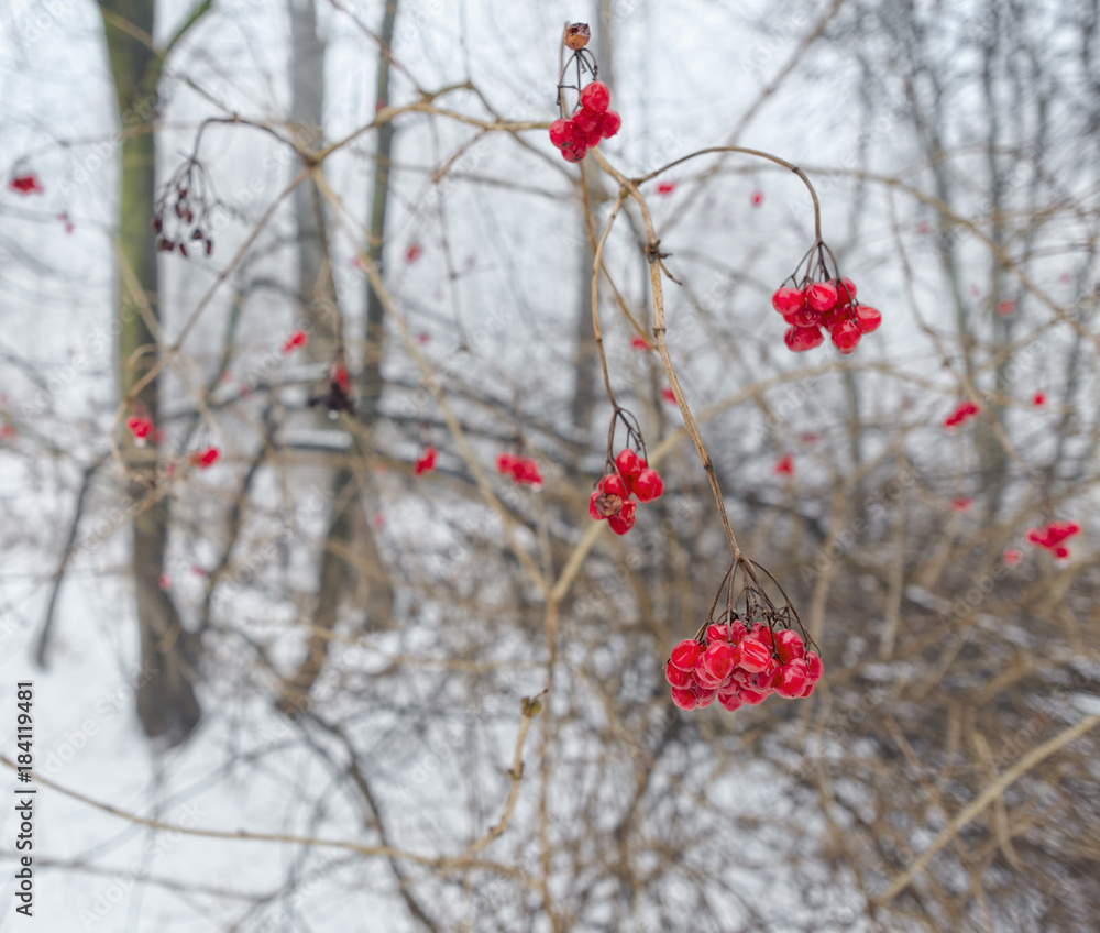 Wild plant red berries in winter forest. Wild plant red berries in winter forest.
