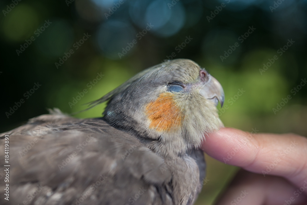 リラックスするオカメインコ リラックスするオカメインコ