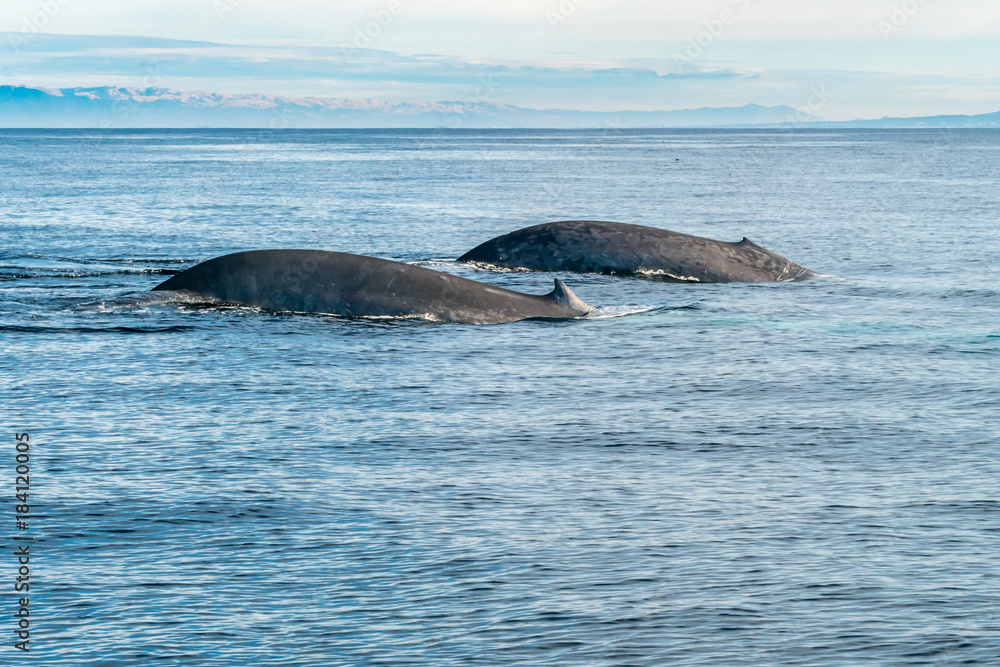 Obraz premium Whales