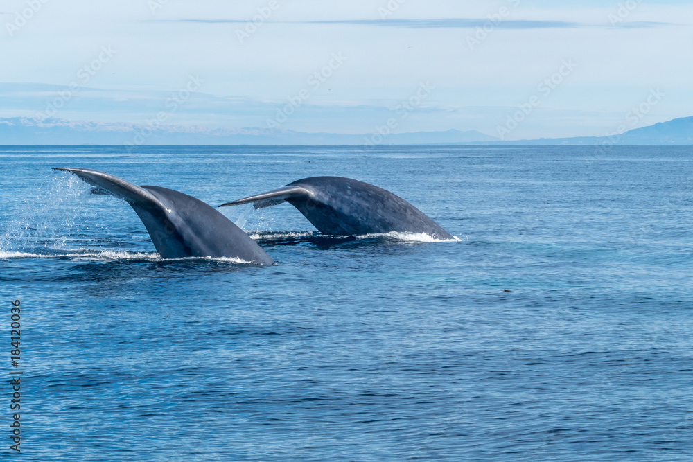 Fototapeta premium Whales