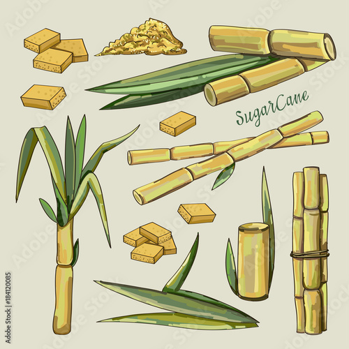 Sugar cane icons