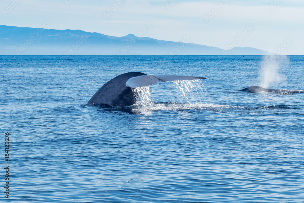 Fototapeta premium Whales