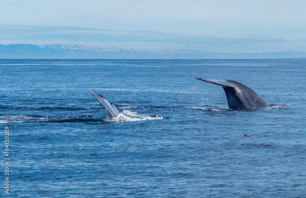 Fototapeta premium Whales