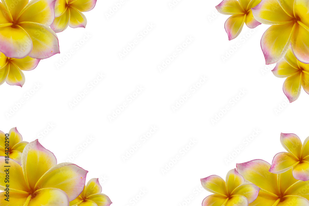Yellow plumeria flower with isolated background
