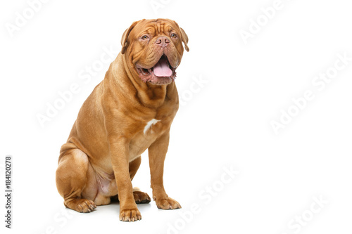 beautiful bordeaux dogue dog