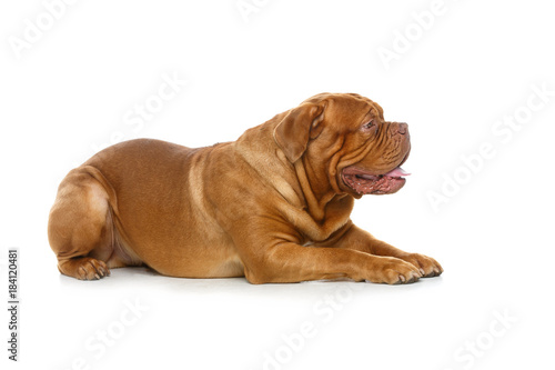 Fototapeta Naklejka Na Ścianę i Meble -  beautiful bordeaux dogue dog