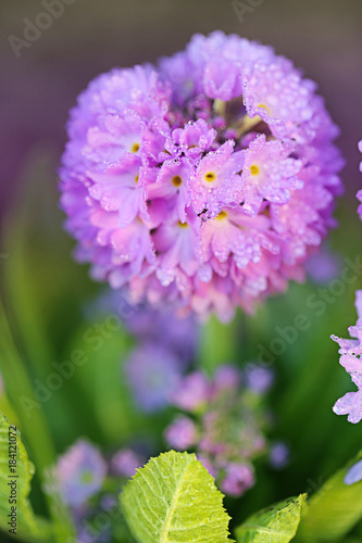 Fototapeta Naklejka Na Ścianę i Meble -  Primrose flower ( Prímula denticulata) . round purple primrose in water drops . Spring flowers