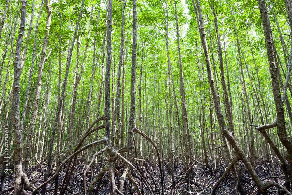 Naklejka premium roots mangrove forest in rainforest phang nga thailand.