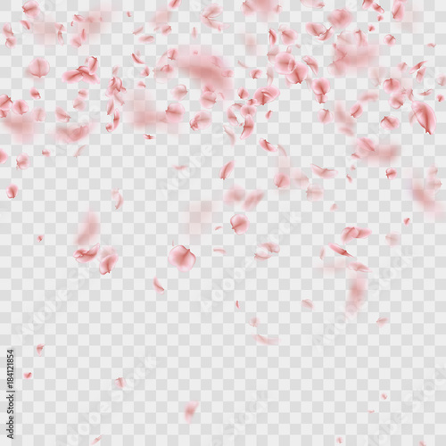 Wallpaper Mural Scattered Sakura petals on transparent background. EPS 10 vector