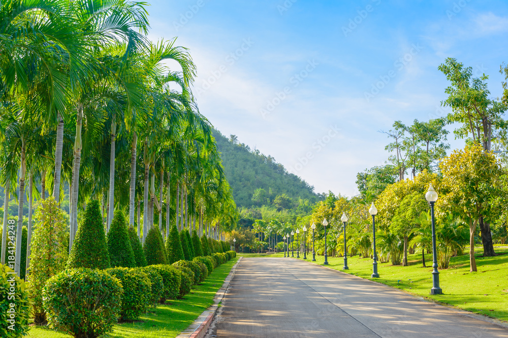 Naklejka premium Palm tree in garden. nature ourdoor backgroud