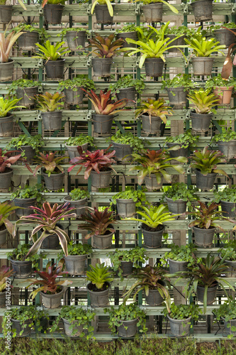 Wallpaper potted plants / Wall are decorated with potted plants