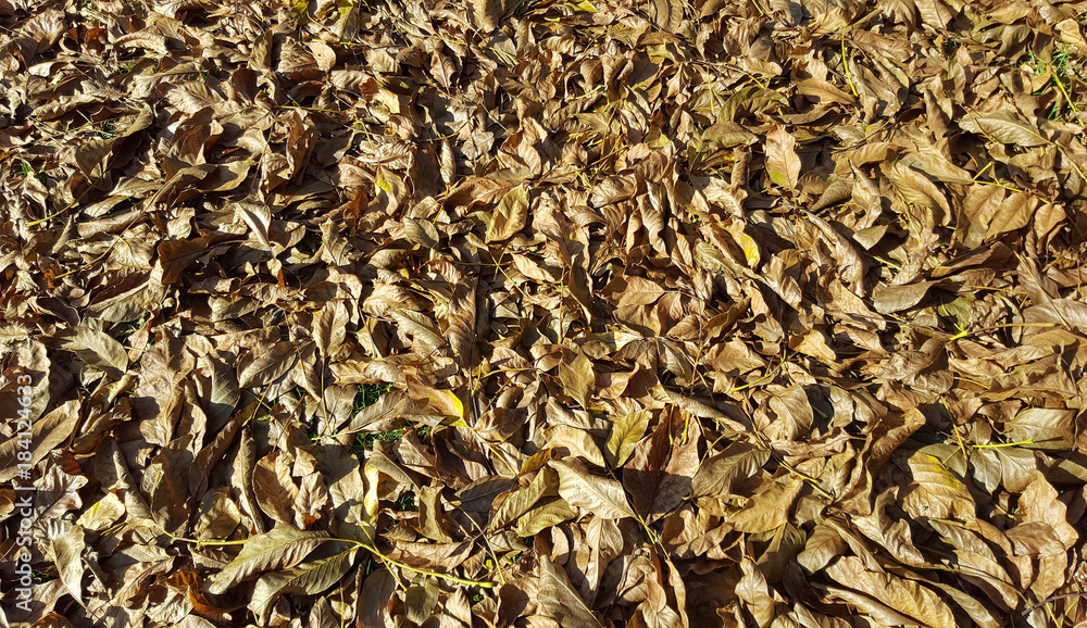 walnut leaves bagkground in autumn
