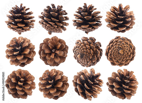 Pine cones isolated on white background closeup