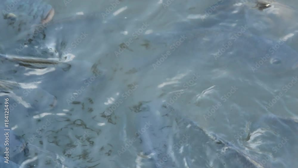 Nile Tilapia with catfish and turtles swimming and diving in water pool Nile Tilapia with catfish and turtles swimming and diving in water pool