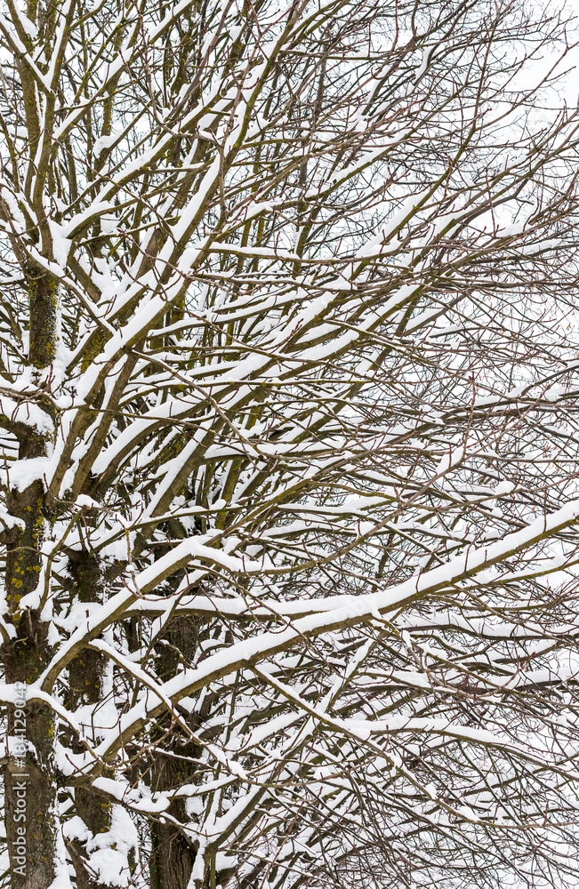 Snow on trees in winter. Snow on trees in winter.