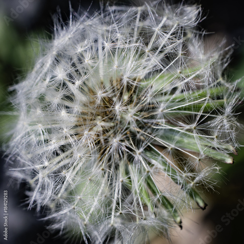 L  wenzahn Pusteblume