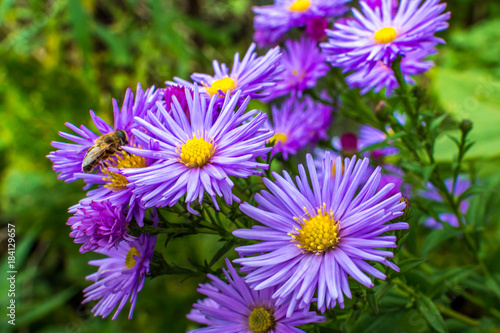 bee on a flower close up. concept spring