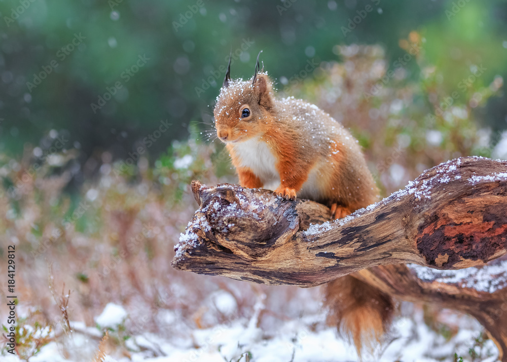 Fototapeta premium Red squirrel in Winter