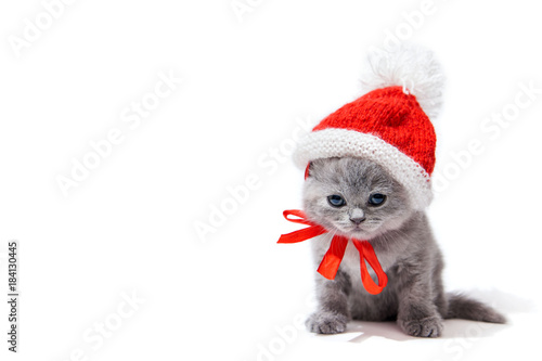 Little british kitten wearing Santa's hat isolated on white background