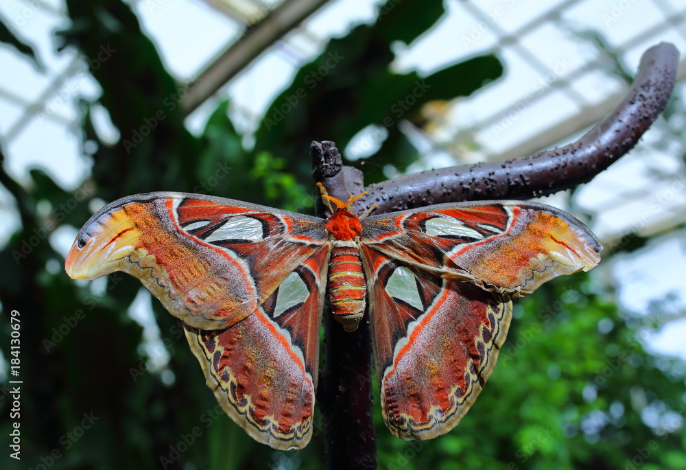 Fototapeta premium mariposa 8