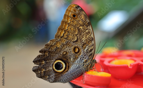 mariposa 9