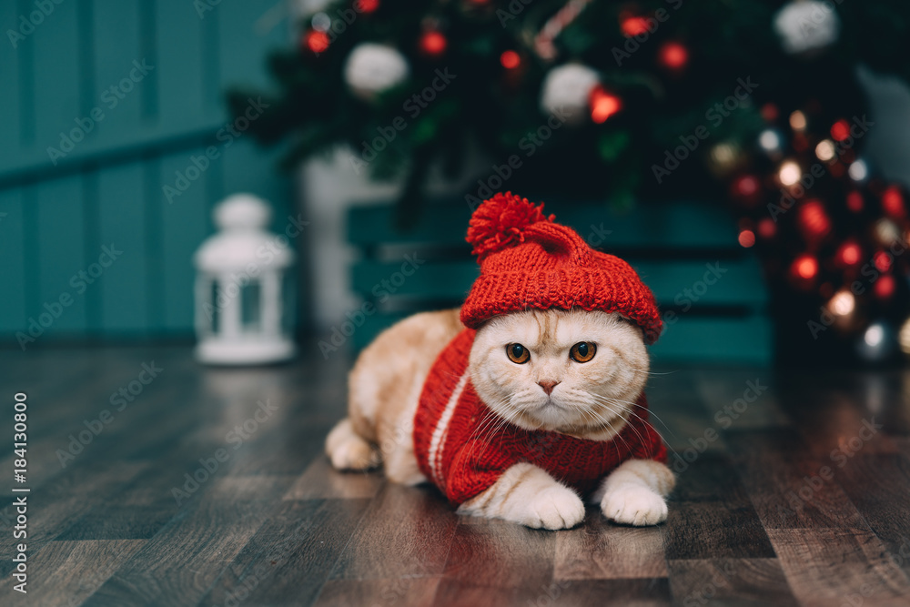 Naklejka premium Śliczny imbirowy kot w czerwonym boże narodzenie pulowerze i trykotowym kapeluszu, bożego narodzenia tło. Pocztówka świąteczna.