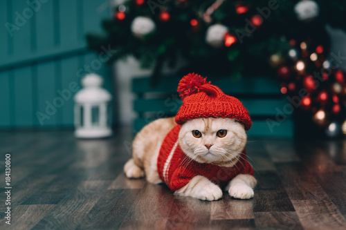 Cute ginger cat in red christmas sweater and knitted hat, christmas background. Christmas postcard.