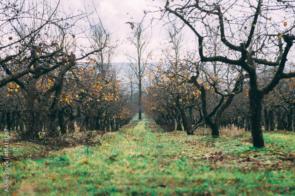 a large garden of apple trees without leaves and people in the fall. fallen apples on the ground. a large garden of apple trees without leaves and people in the fall. fallen apples on the ground.