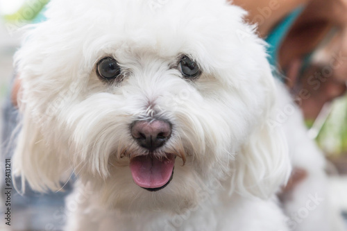 Close up view of the head of the white Bolognese dog