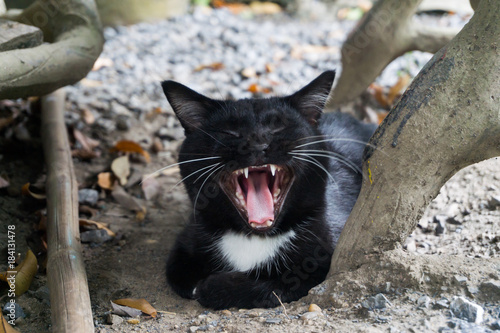 Fototapeta Naklejka Na Ścianę i Meble -  Young black cat yawn on the floor.