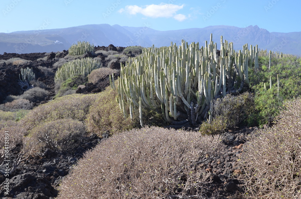 Réserve naturelle du Malpais de Guimar, avec ses volcans et ses cardons, île de Ténérife, les Canaries Réserve naturelle du Malpais de Guimar, avec ses volcans et ses cardons, île de Ténérife, les Canaries