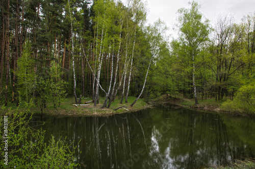 Fototapeta Naklejka Na Ścianę i Meble -  Forest pond