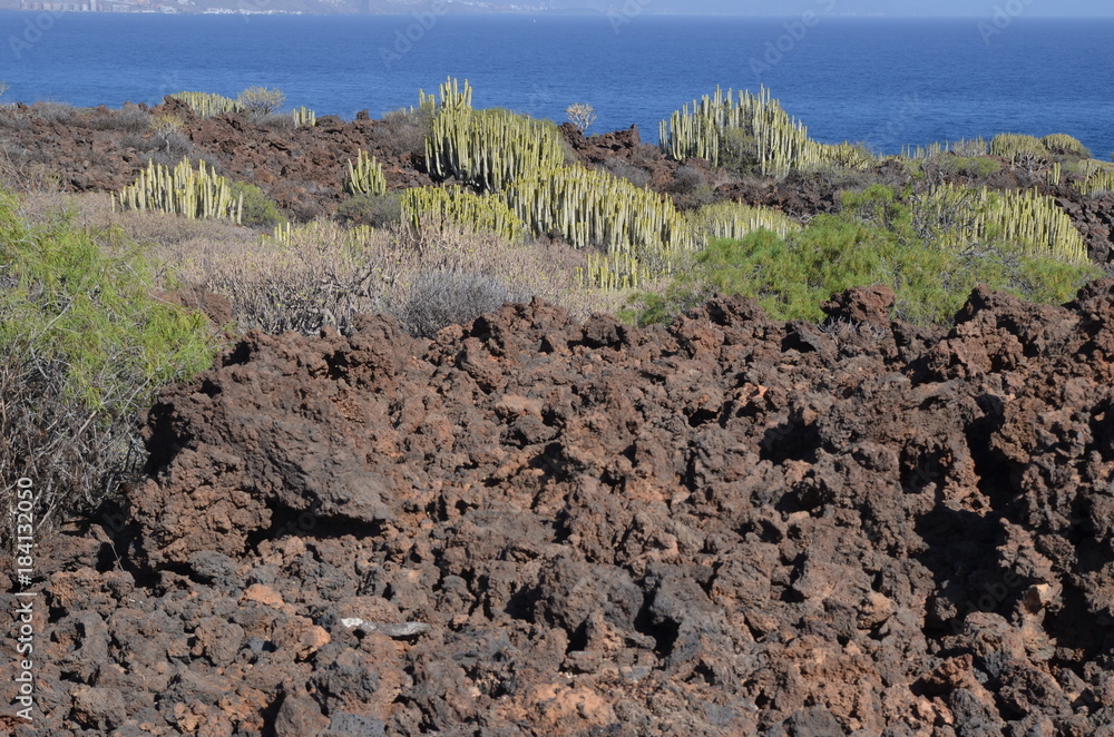 Réserve naturelle du Malpais de Guimar, avec ses volcans et ses cardons, île de Ténérife, les Canaries