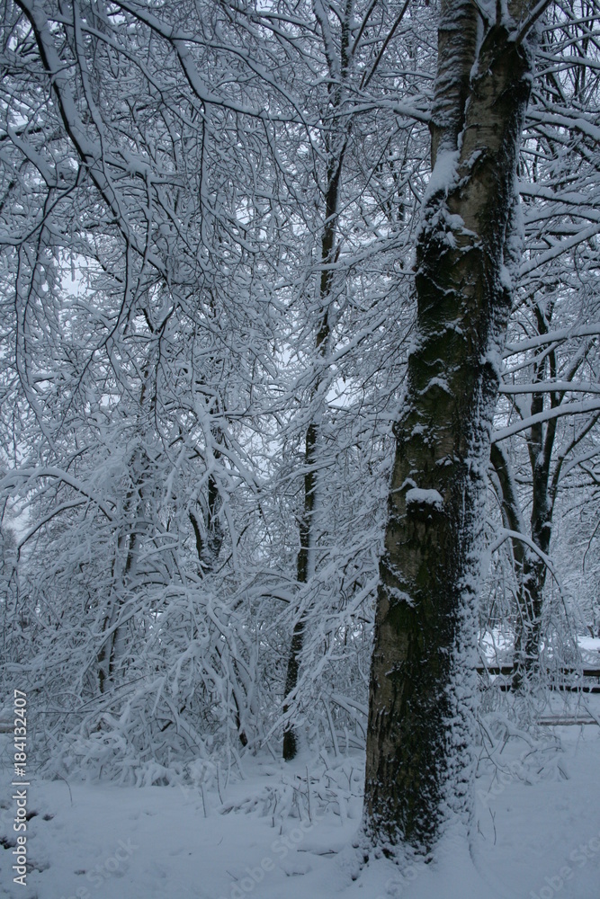 Fototapeta premium Winter 14