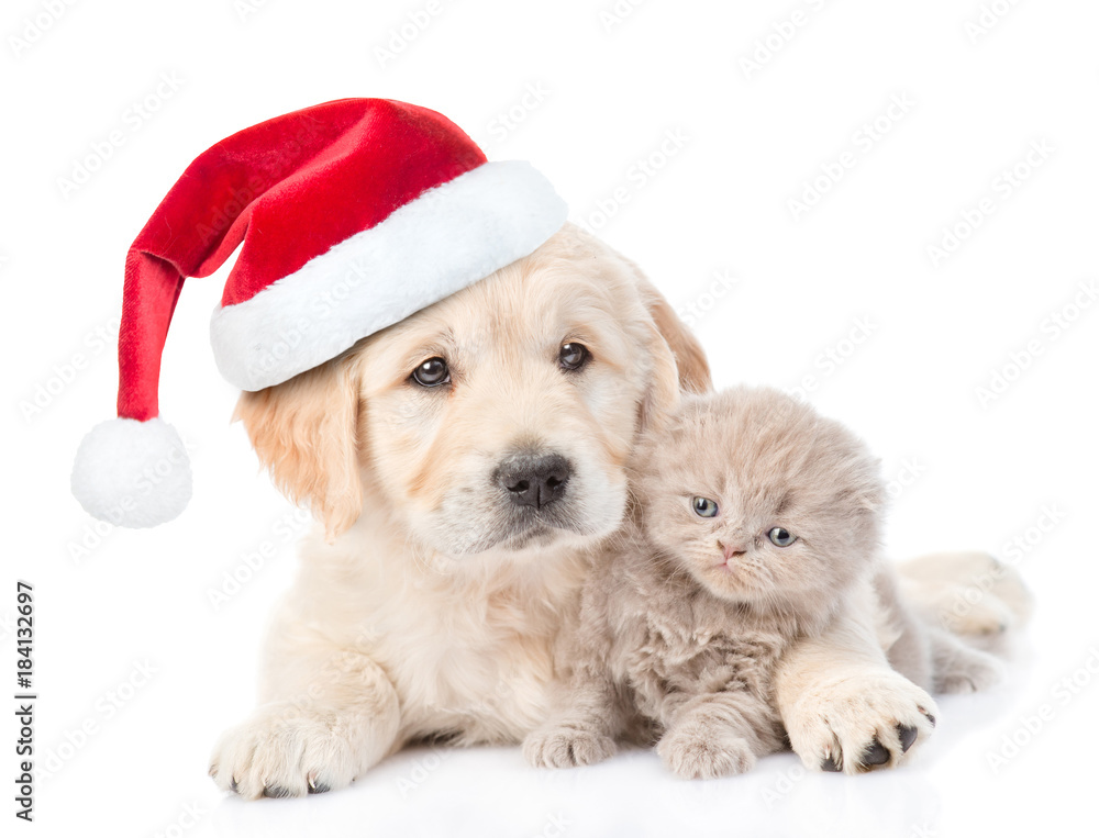 Golden retriever puppy in red christmas hat hugging a small kitten. isolated on white background Golden retriever puppy in red christmas hat hugging a small kitten. isolated on white background