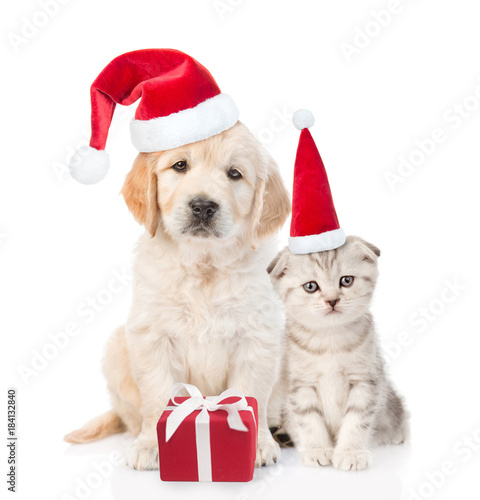 Funny kitten and golden retriever puppy in red christmas hats with gift box. isolated on white background © Ermolaev Alexandr