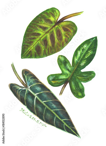 Set of philodendron leaves