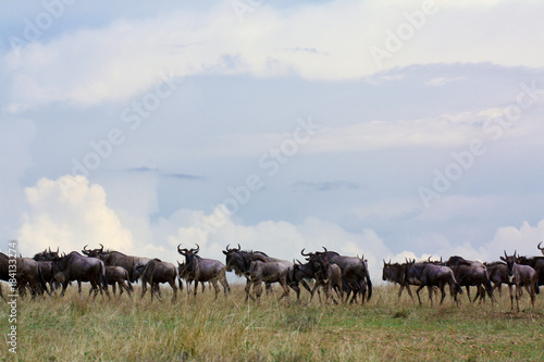 Migrating wildebeest on East African savannah