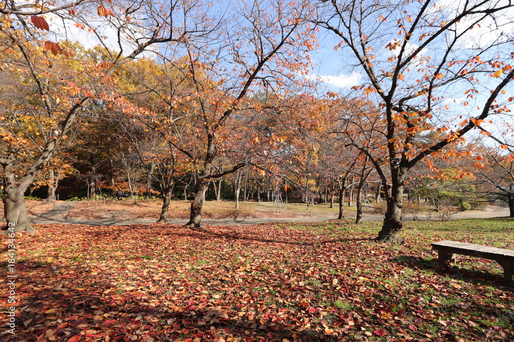 長居植物園の紅葉 長居植物園の紅葉