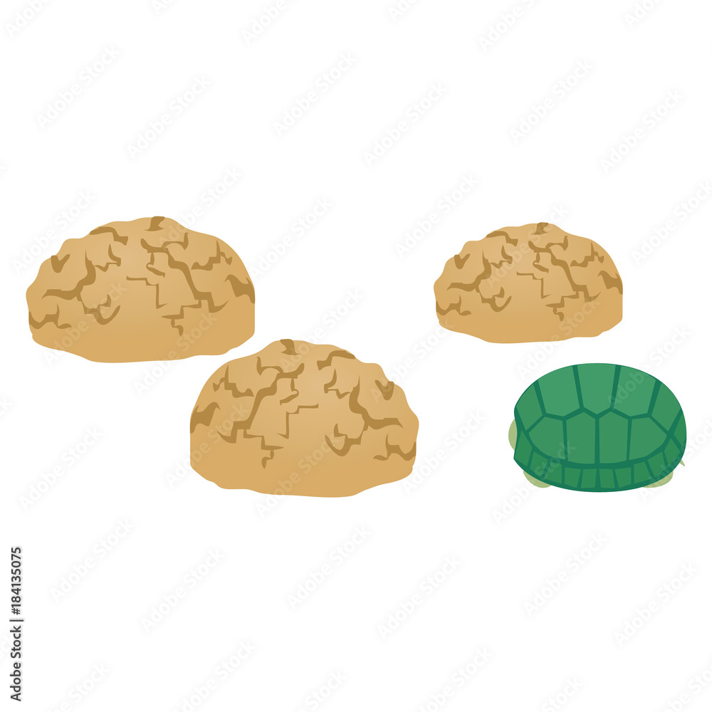 まころんとカメ まころんとカメ