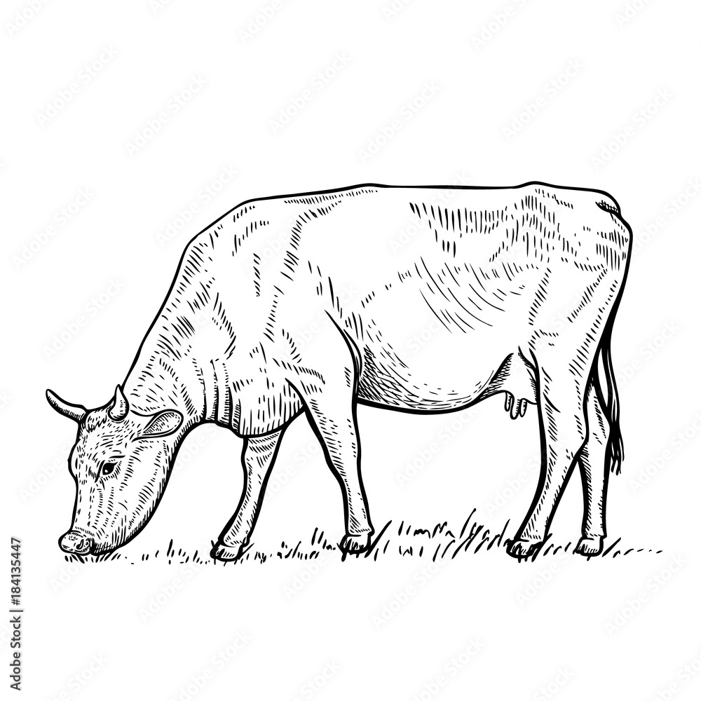 Hand drawn cow illustration on white background.Design elements for logo, label, emblem, sign. Vector illustration Hand drawn cow illustration on white background.Design elements for logo, label, emblem, sign. Vector illustration