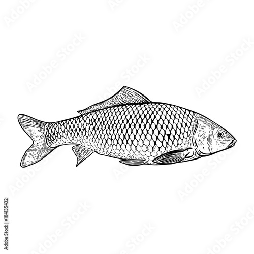 Hand drawn carp fish illustration. Design elements for poster, menu, banner, menu. Vector illustration